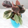 Buy Ficus Elastica Ruby, Rubber plant Ruby online - Nursery Nisarga