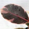 Buy Ficus Elastica Ruby, Rubber plant Ruby online - Nursery Nisarga