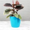 Buy Ficus Elastica Ruby, Rubber plant Ruby online - Nursery Nisarga