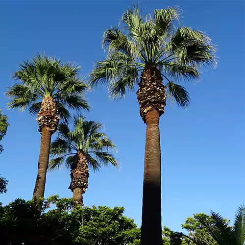 Buy Washingtonia filifera Fan Palm - Nursery Nisarga