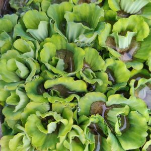Buy Water lettuce, water cabbage, Pistia stratiotes online at Nursery Nisarga
