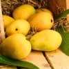 Buy Kesar Aam | Gir Kesar Mango Grafted - plant from Nursery Nisarga