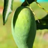 Buy Kesar Aam | Gir Kesar Mango Grafted - plant from Nursery Nisarga