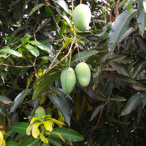 Buy Thai Mango, 12 month fruiting - online - Nursery Nisarga