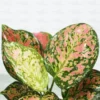 Buy Aglaonema Pink Beauty - Nursery Nisarga