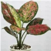 Buy Aglaonema Pink Beauty - Nursery Nisarga