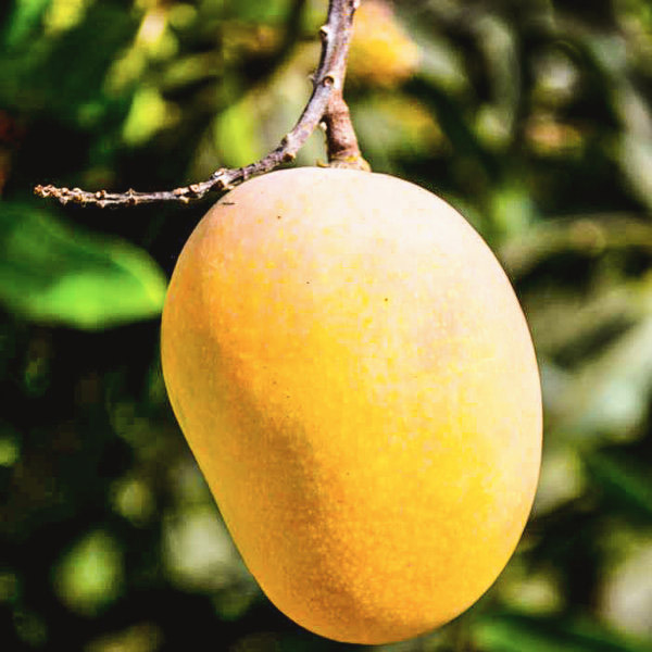 Buy Badam Mango plant -online - Nursery Nisarga