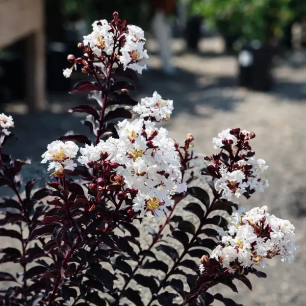 Buy Lunar Black Diamond Crape Myrtle (White) - Lagerstroemia Plant from Nursery Nisarga