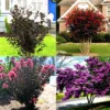 Lunar Black Diamond Crape Myrtle (Any Colour) – Lagerstroemia Plant