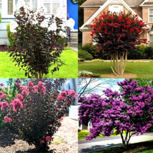Lunar Black Diamond Crape Myrtle (Any Colour) – Lagerstroemia Plant
