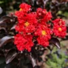 Buy Lunar Black Diamond Crape Myrtle (White) - Lagerstroemia Plant from Nursery Nisarga