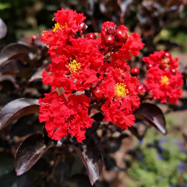 Buy Lunar Black Diamond Crape Myrtle (White) - Lagerstroemia Plant from Nursery Nisarga