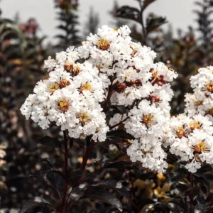Buy Lunar Black Diamond Crape Myrtle (White) - Lagerstroemia Plant from Nursery NisargaBuy Lunar Black Diamond Crape Myrtle (White) - Lagerstroemia Plant from Nursery Nisarga
