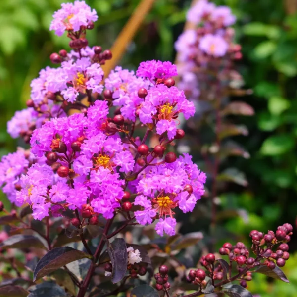 Buy Lunar Black Diamond Crape Myrtle (White) - Lagerstroemia Plant from Nursery Nisarga