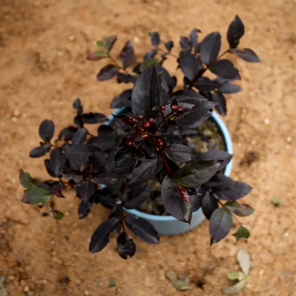 Buy Lunar Black Diamond Crape Myrtle (White) - Lagerstroemia Plant from Nursery Nisarga