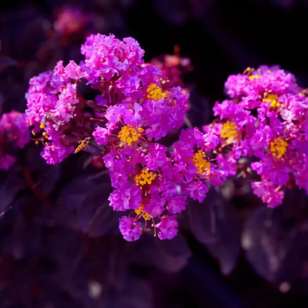 Buy Lunar Black Diamond Crape Myrtle (White) - Lagerstroemia Plant from Nursery Nisarga