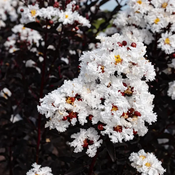 Buy Lunar Black Diamond Crape Myrtle (White) - Lagerstroemia Plant from Nursery Nisarga