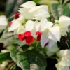 Buy Bleeding heart vine - online Nursery Nisarga