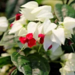 Buy Bleeding heart vine - online Nursery Nisarga