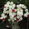 Buy Bleeding heart vine - online Nursery Nisarga