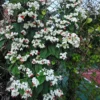 Buy Bleeding heart vine - online Nursery Nisarga