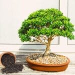 Buy Bonsai Mix - Nursery Nisarga