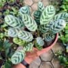 Buy Calathea Burle Marxii, Prayer plant - Nursery Nisarga