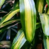 Buy Dracaena fragrans Massangeana, Dracaena ‘Corn plant’ - Nursery nisarga