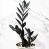 Buy Exotic Black ZZ Plant - Zamioculcas Black Raven zz Plant - Nursery Nisarga