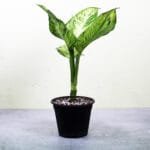 Buy Dieffenbachia Tiger ‘Mary’ - Nursery Nisarga