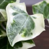 Buy English Ivy Variegated, Hedera Helix Online - Nursery Nisarga