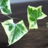 Buy English Ivy Variegated, Hedera Helix Online - Nursery Nisarga