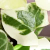 Buy English Ivy Variegated, Hedera Helix Online - Nursery Nisarga