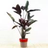 Buy Calathea Pinstripe - Nursery Nisarga