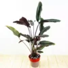 Buy Calathea Pinstripe - Nursery Nisarga