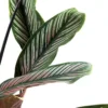 Buy Calathea Pinstripe - Nursery Nisarga