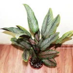 Buy Calathea Pinstripe - Nursery Nisarga