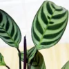 Buy Calathea Burle Marxii, Prayer plant - Nursery Nisarga