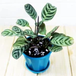 Buy Calathea Burle Marxii, Prayer plant - Nursery Nisarga