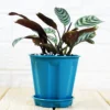 Buy Calathea Burle Marxii, Prayer plant - Nursery Nisarga