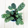 Buy Calathea Burle Marxii, Prayer plant - Nursery Nisarga