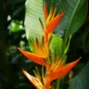 Buy Heliconia lady diana, Heliconia Psittacorum