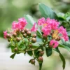 Buy Shell Pink Crape Myrtle - Lagerstroemia Plant - online - Nursery Nisarga