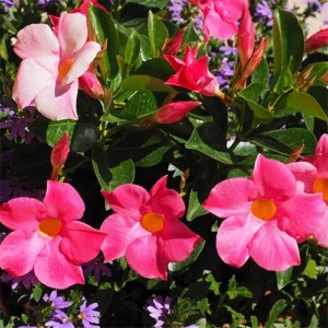 Pink Mandevilla