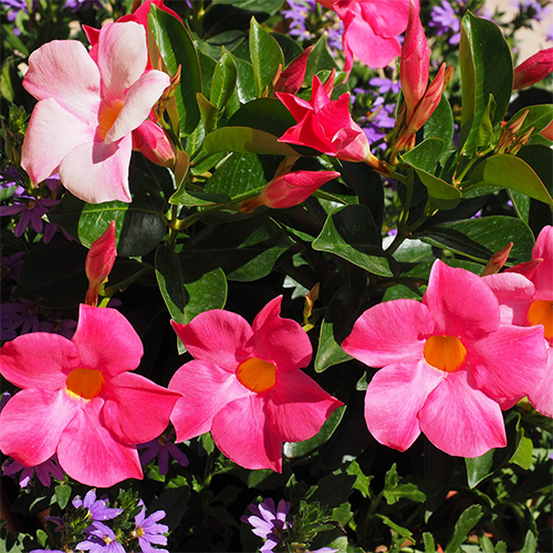 Pink Mandevilla plant on sale - Nursery Nisarga