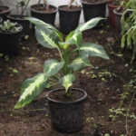 Buy Dieffenbachia Dumbcane "Leopard lily" - online - Nursery Nisarga