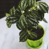Buy Watermelon peperomia , Peperomia argyreia plant , online - Nursery Nisarga