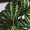 Buy Watermelon peperomia , Peperomia argyreia plant , online - Nursery Nisarga