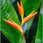 Buy Heliconia lady diana, Heliconia Psittacorum