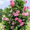 Buy Mandvellia Plant Online At Nursery Nisarga